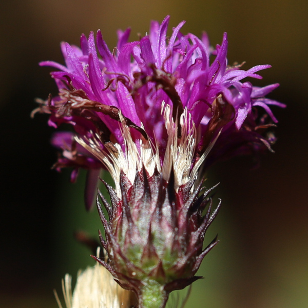 Vernonia glauca