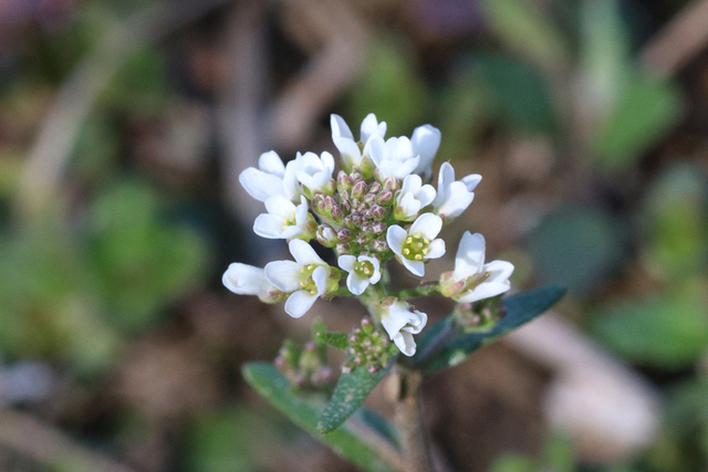 Abdra brachycarpa