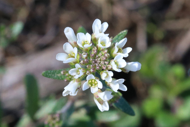 Abdra brachycarpa