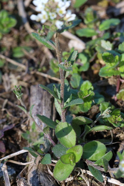 Abdra brachycarpa - stem