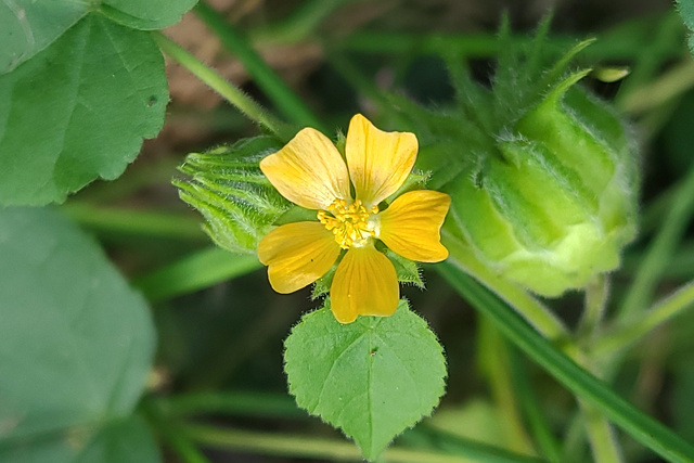 Abutilon theophrasti