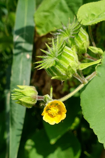 Abutilon theophrasti