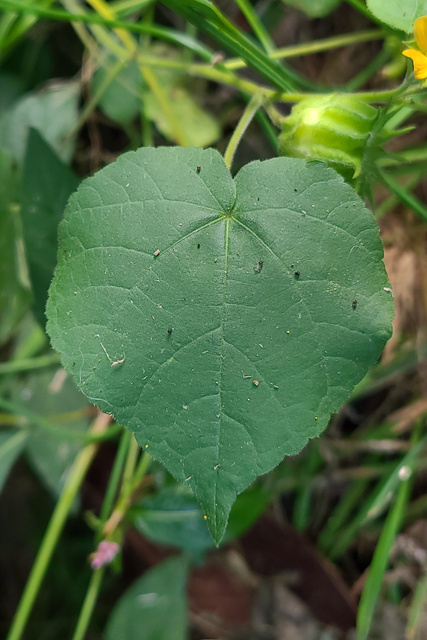 Abutilon theophrasti - leaves