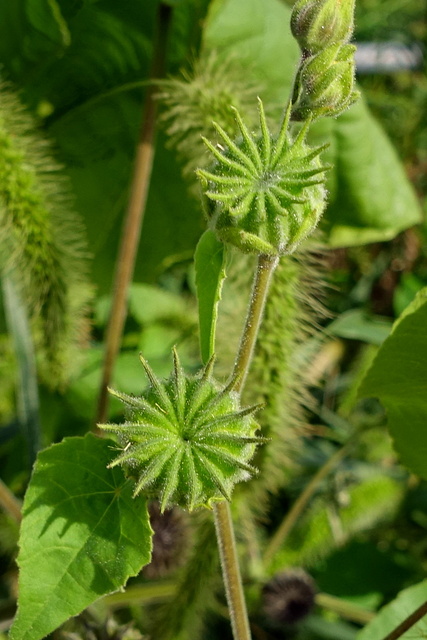 Abutilon theophrasti - seedpods