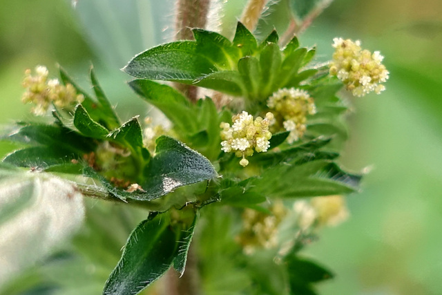 Acalypha rhomboidea