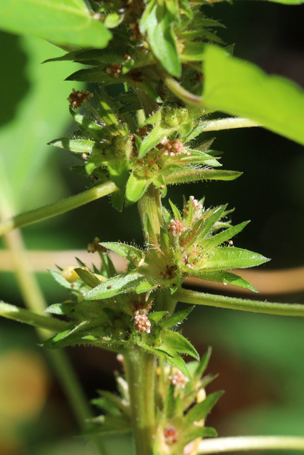 Acalypha rhomboidea