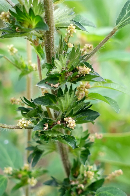 Acalypha rhomboidea