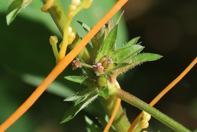 Acalypha rhomboidea