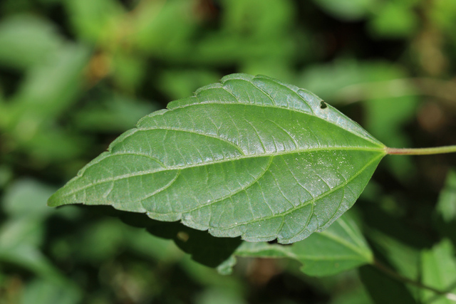 Acalypha rhomboidea - leaves