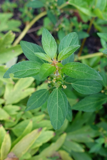 Acalypha rhomboidea - leaves