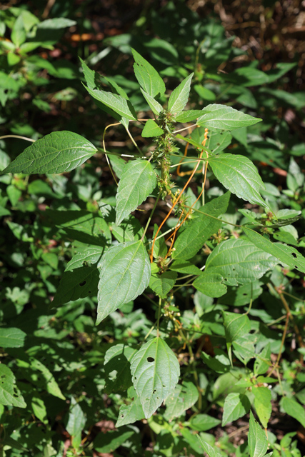 Acalypha rhomboidea - plant