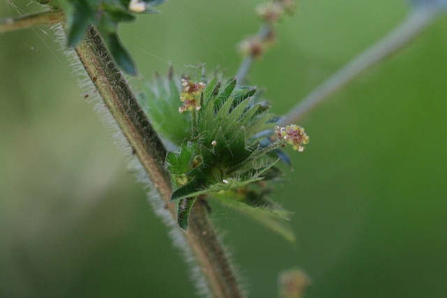 Acalypha virginica