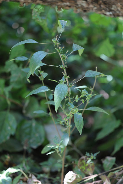 Acalypha virginica - plant