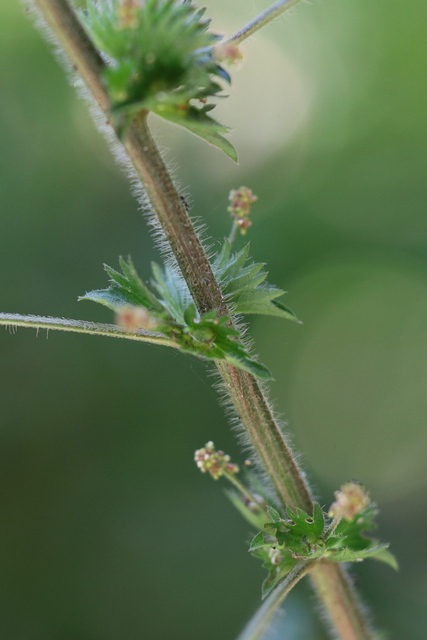 Acalypha virginica - stem
