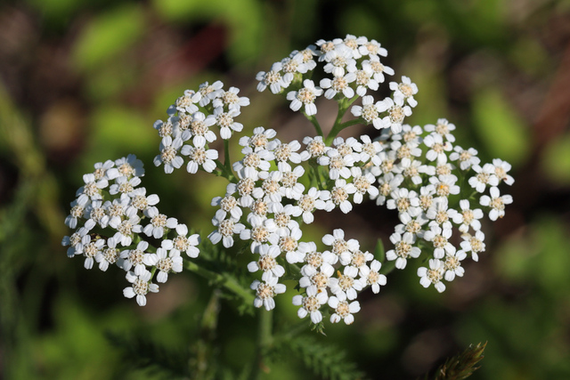 Achillea millefolium