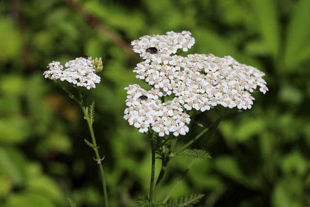 Achillea millefolium