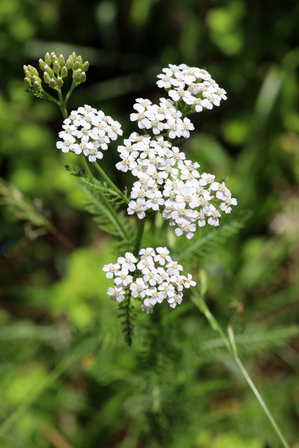 Achillea millefolium