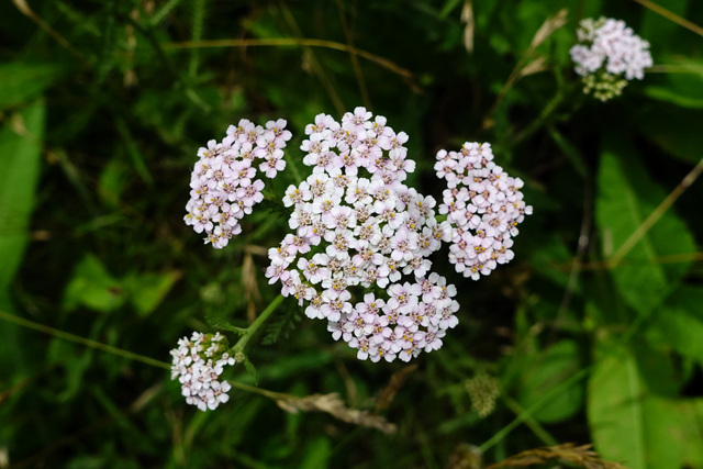 Achillea millefolium