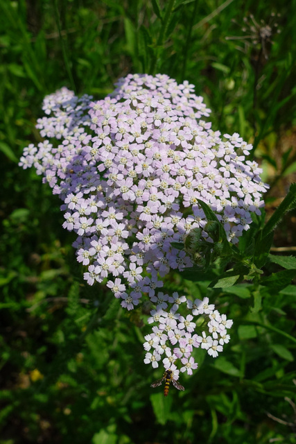 Achillea millefolium