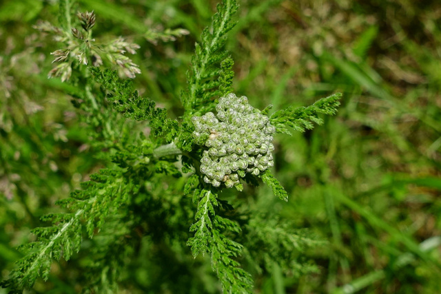 Achillea millefolium - buds