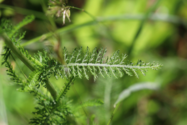 Achillea millefolium - leaves