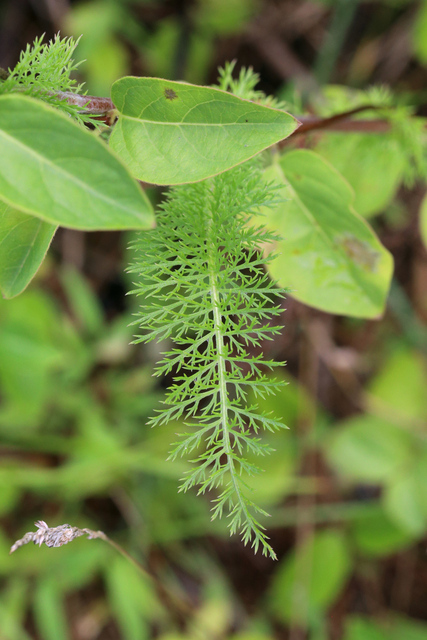 Achillea millefolium - leaves