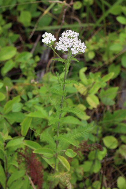 Achillea millefolium - plant