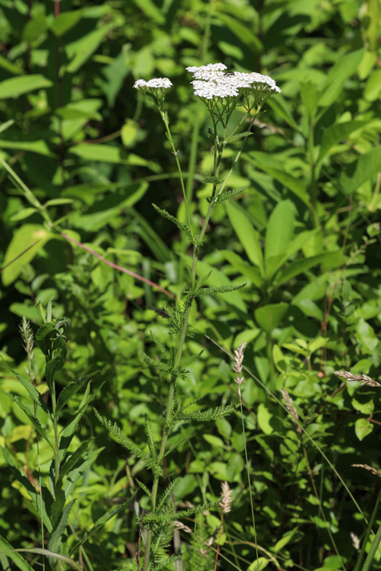 Achillea millefolium - plant