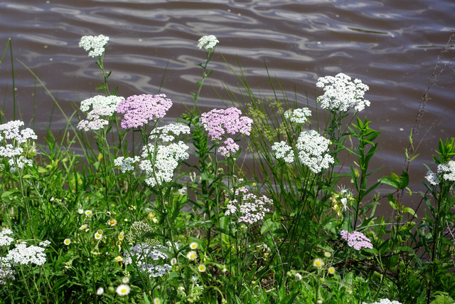 Achillea millefolium - plants