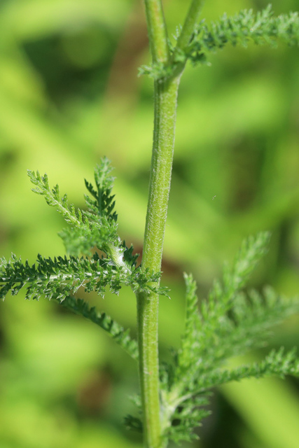 Achillea millefolium - stem