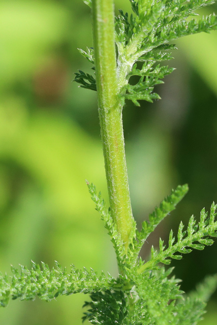 Achillea millefolium - stem