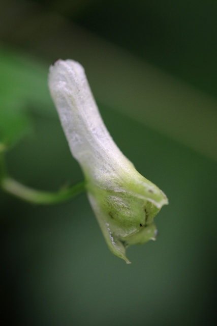 Aconitum reclinatum
