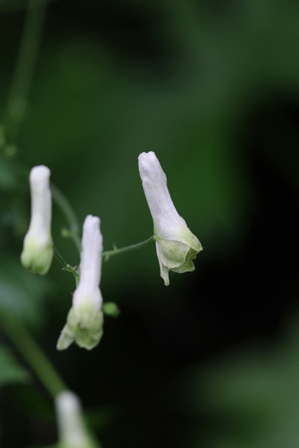 Aconitum reclinatum