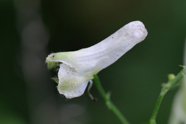 Aconitum reclinatum