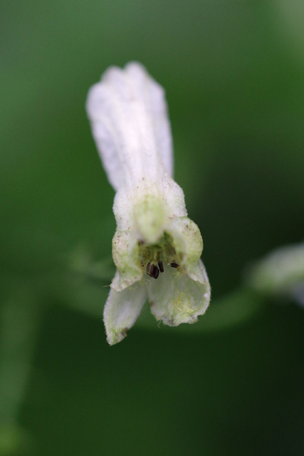 Aconitum reclinatum