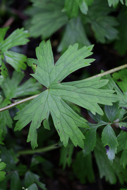 Aconitum reclinatum - leaves