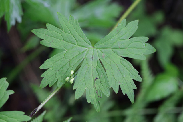 Aconitum reclinatum - leaves