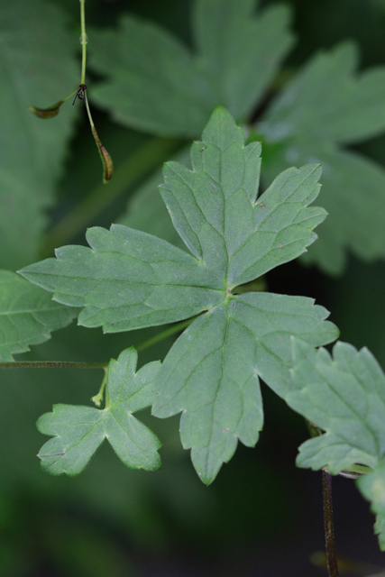 Aconitum reclinatum - leaves