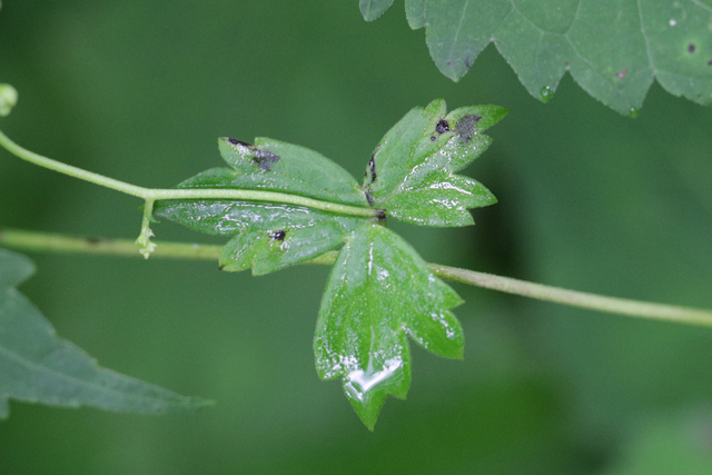Aconitum reclinatum - leaves