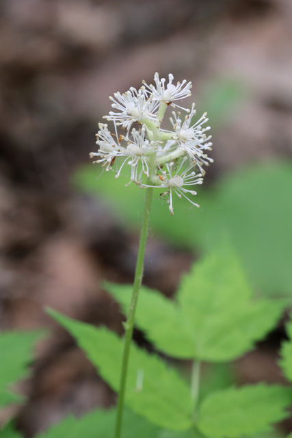 Actaea pachypoda