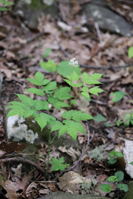 Actaea pachypoda - plant