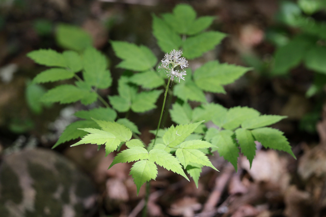 Actaea pachypoda - plant