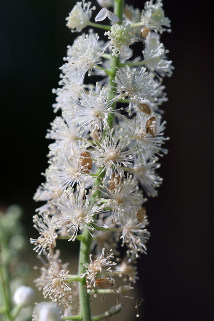 Actaea racemosa