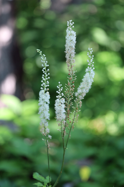 Actaea racemosa