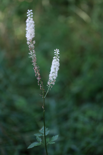 Actaea racemosa