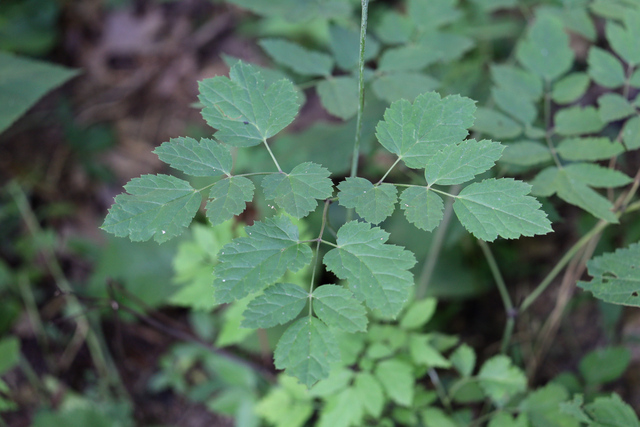 Actaea racemosa - leaves