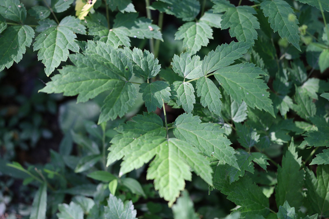 Actaea racemosa - leaves