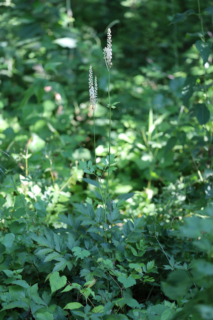 Actaea racemosa - plant