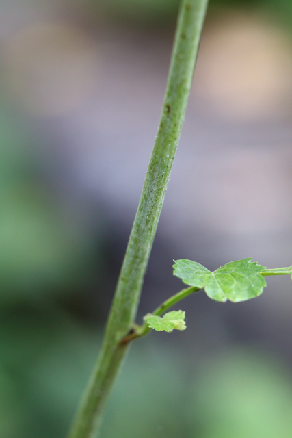 Actaea racemosa - stem