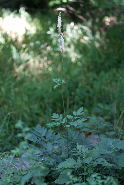 Actaea racemosa - stem